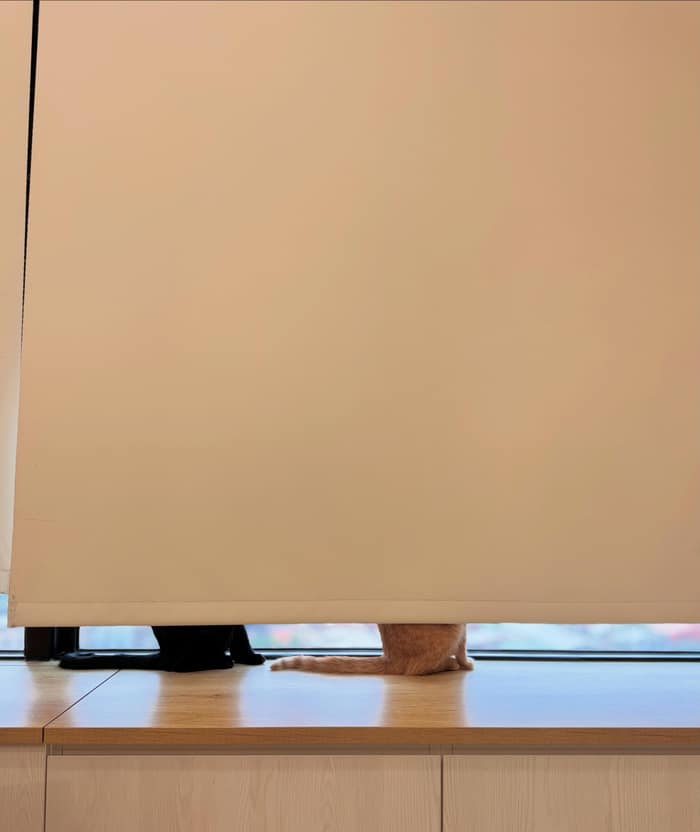 一早看見兩隻貓貓